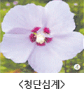 청단심계