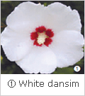 ① White dansim