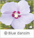 ④ Blue dansim