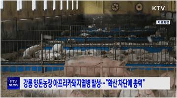 강릉 양돈농장 아프리카돼지열병 발생···"확산 차단에 총력"